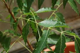 Nimbovy_list_Neem_leaf_5.jpg